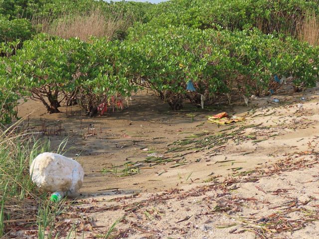 Trash is strewn across the sand and caught in between mangroves.