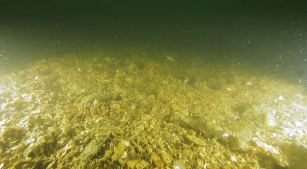 Urgent Call for Marine Protection