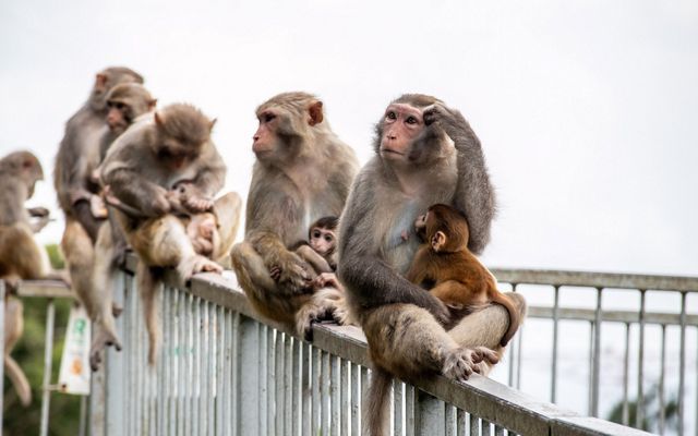 A group of wild monkeys are holding their babies while sitting on a railing.