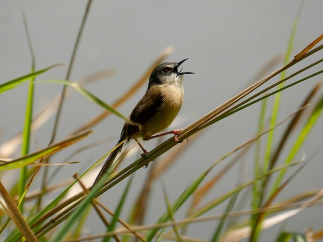 A Yellow-Bellied Prinia bird stands on a blade of grass and is calling out.