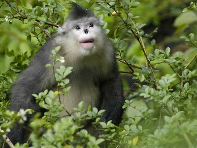 There are fewer than 4,000 Yunnan golden (snub-nosed) monkeys (Rhinopithecus bieti) left in Yunnan's old growth alpine forests.