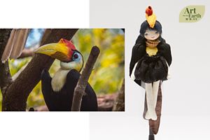 Wrinkled Hornbill 