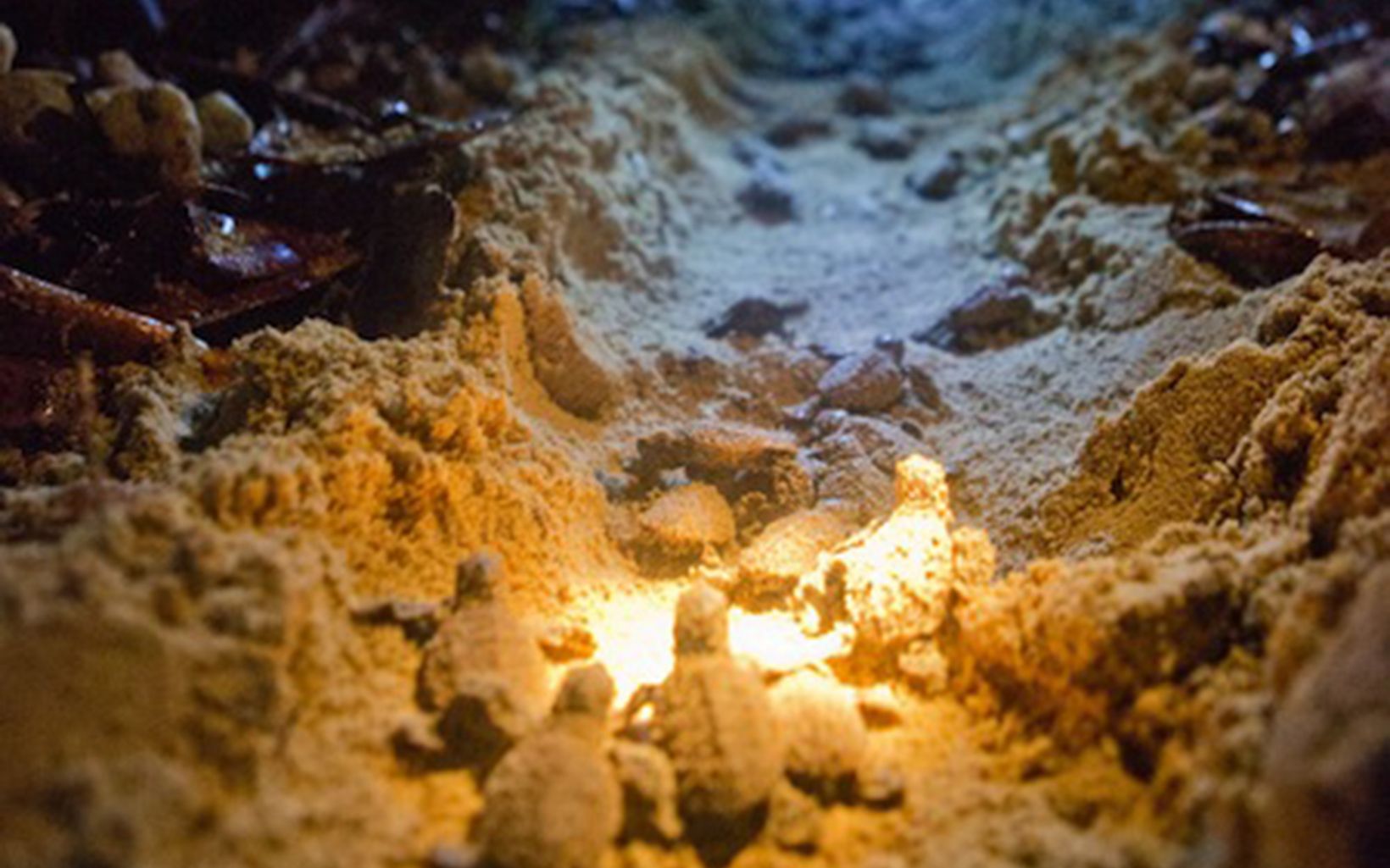 July 2012 TNC Annual report assignment in the Solomon Islands. Images from the Arnavon Islands of sea turtles nesting and hatchlings being released and guided to sea by flashlight.