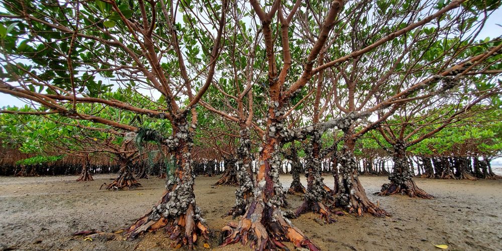 Exposed mangrove roots, Pak Nai.