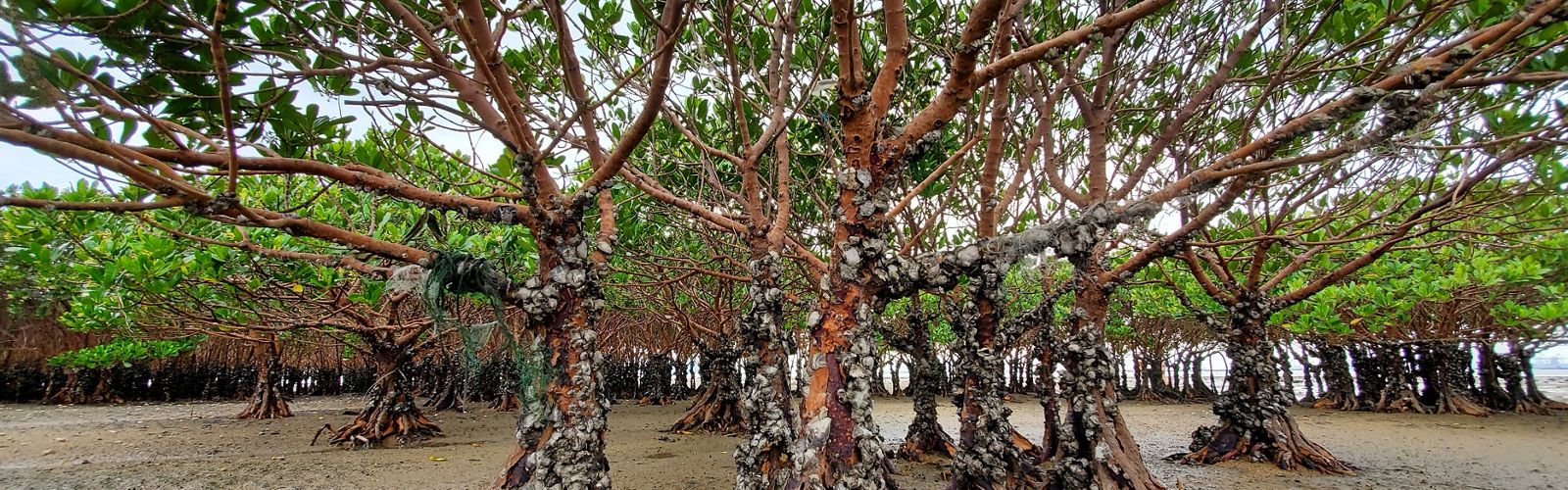 Exposed mangroves.