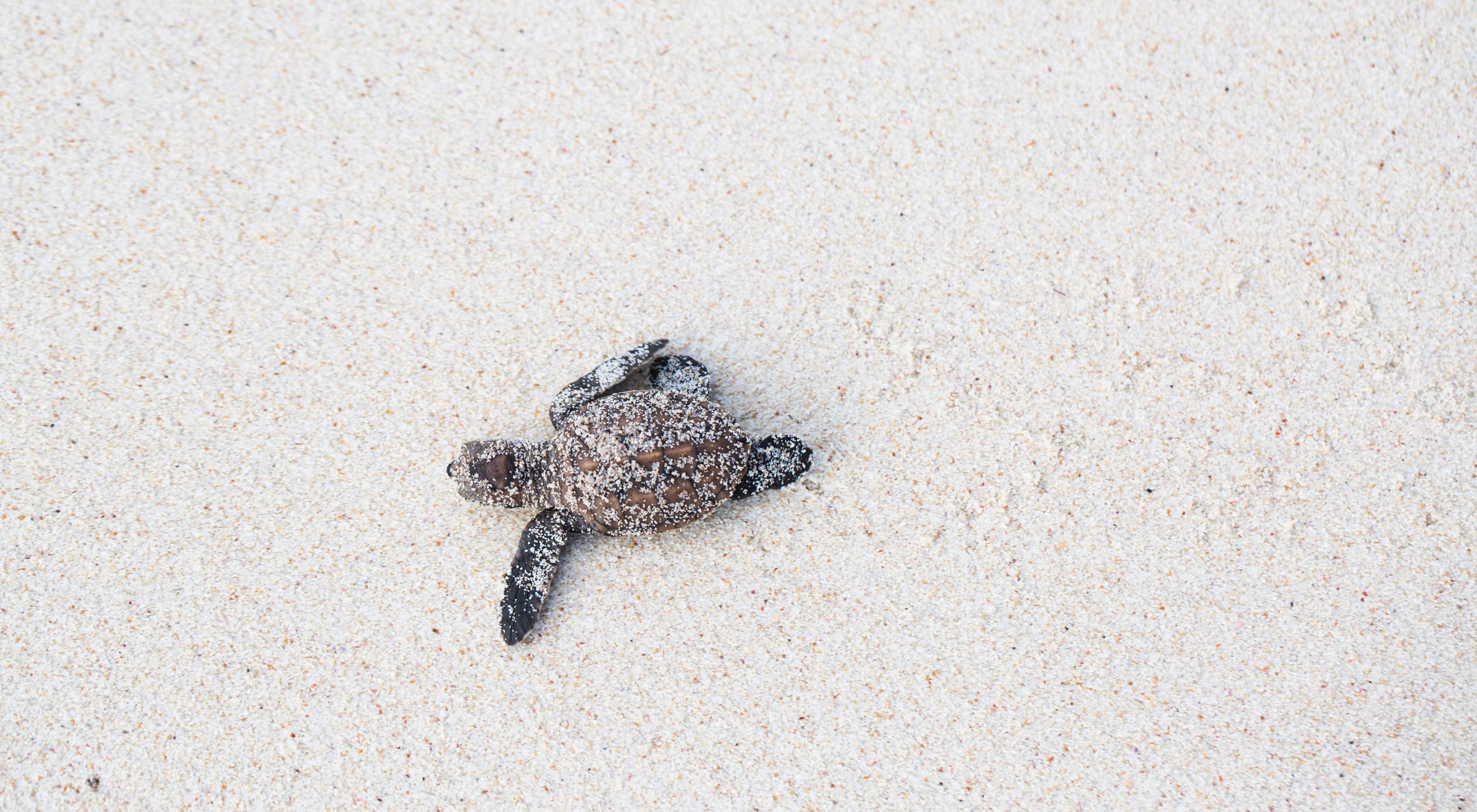 剛剛孵化出來的玳瑁海龜