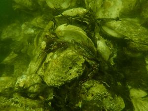 DEPLOYED OYSTER SHELLS 