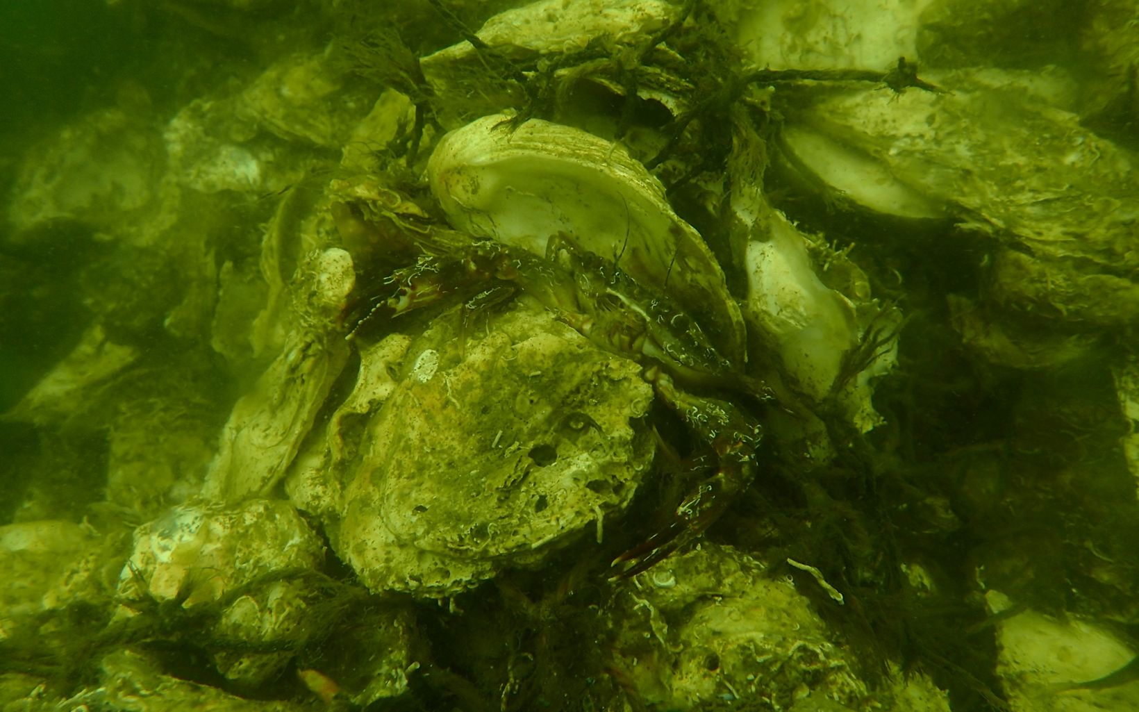 Underwater a small crab hides inside an oyster shell that is part of a new oyster reef.