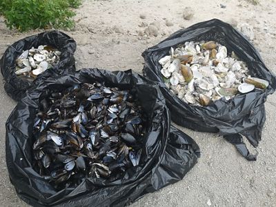 Recycled oyster shells and mussel shells are in different bags.