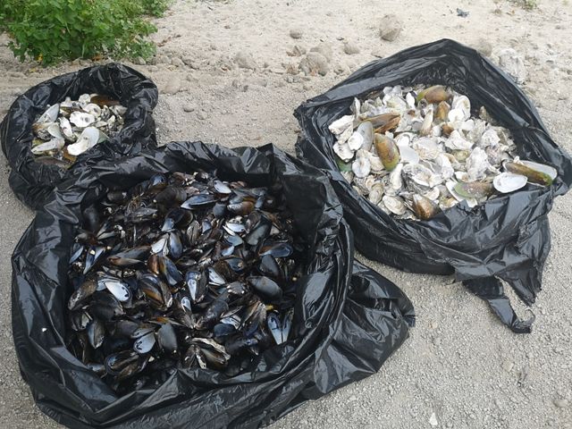 Recycled oyster shells and mussel shells are in different bags. 
