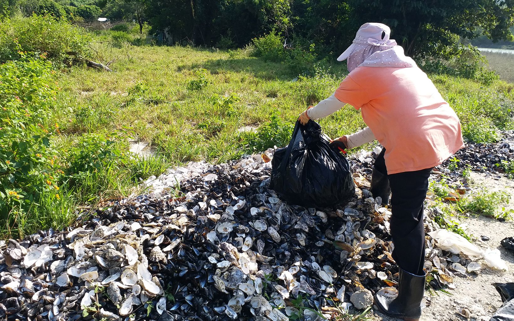 A woman empties a bag of oyster shells onto a pile.