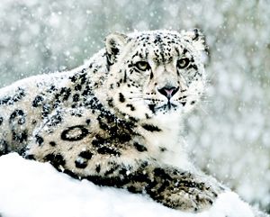 Animal Snow Leopard HD Wallpaper