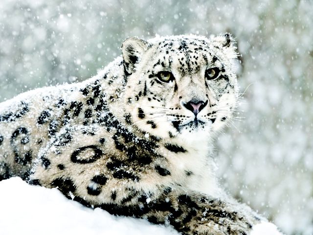 風雪中的雪豹
