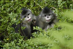 Forest protections in China aim to help the snub nosed monkey