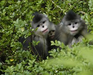 Yunnan Golden Monkeys