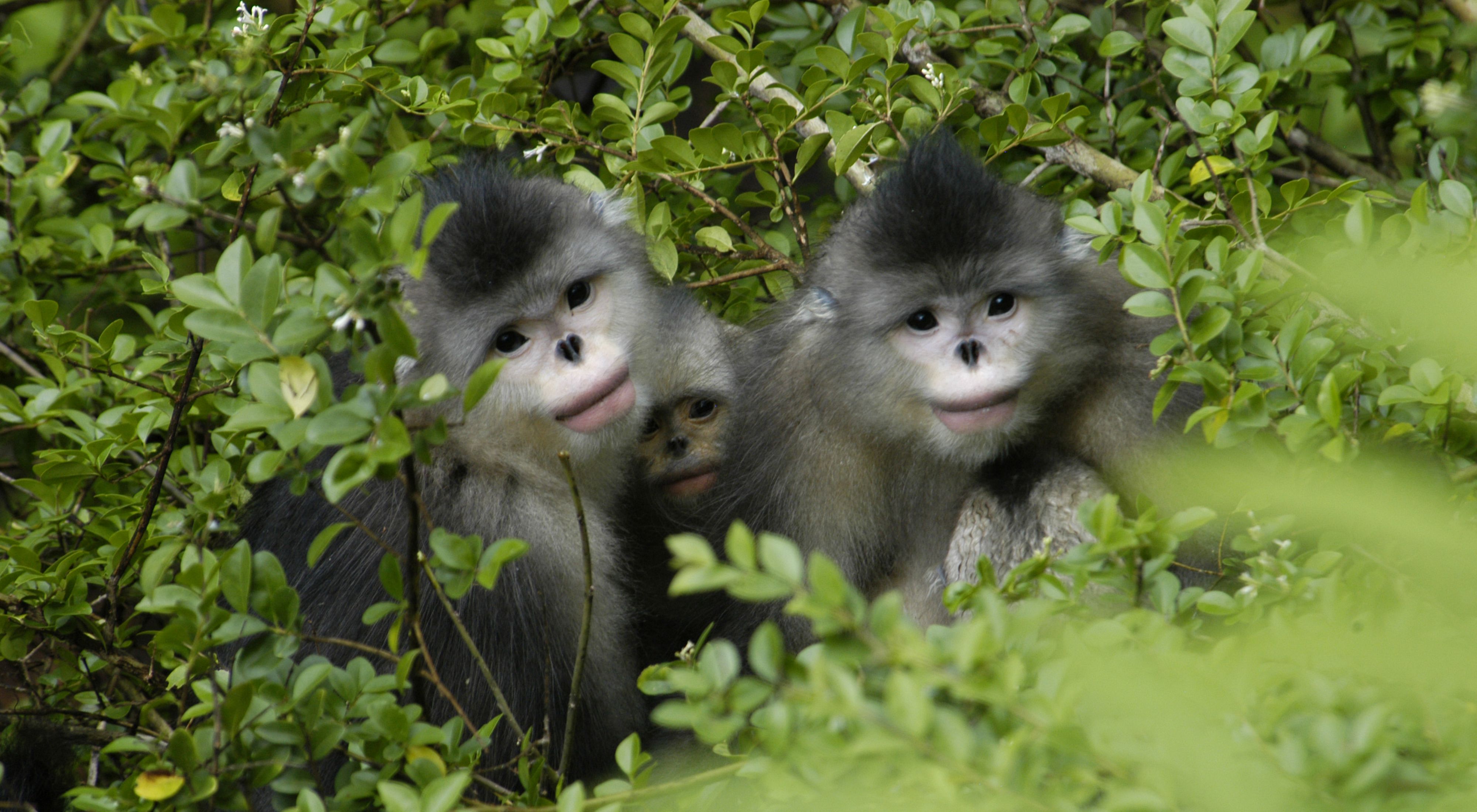 Tres pequeños monos blanco con negro se asoman desde los arbustos.
