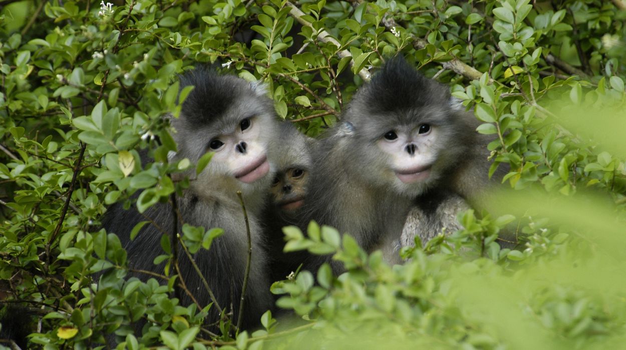 Yunnan Golden Monkeys
