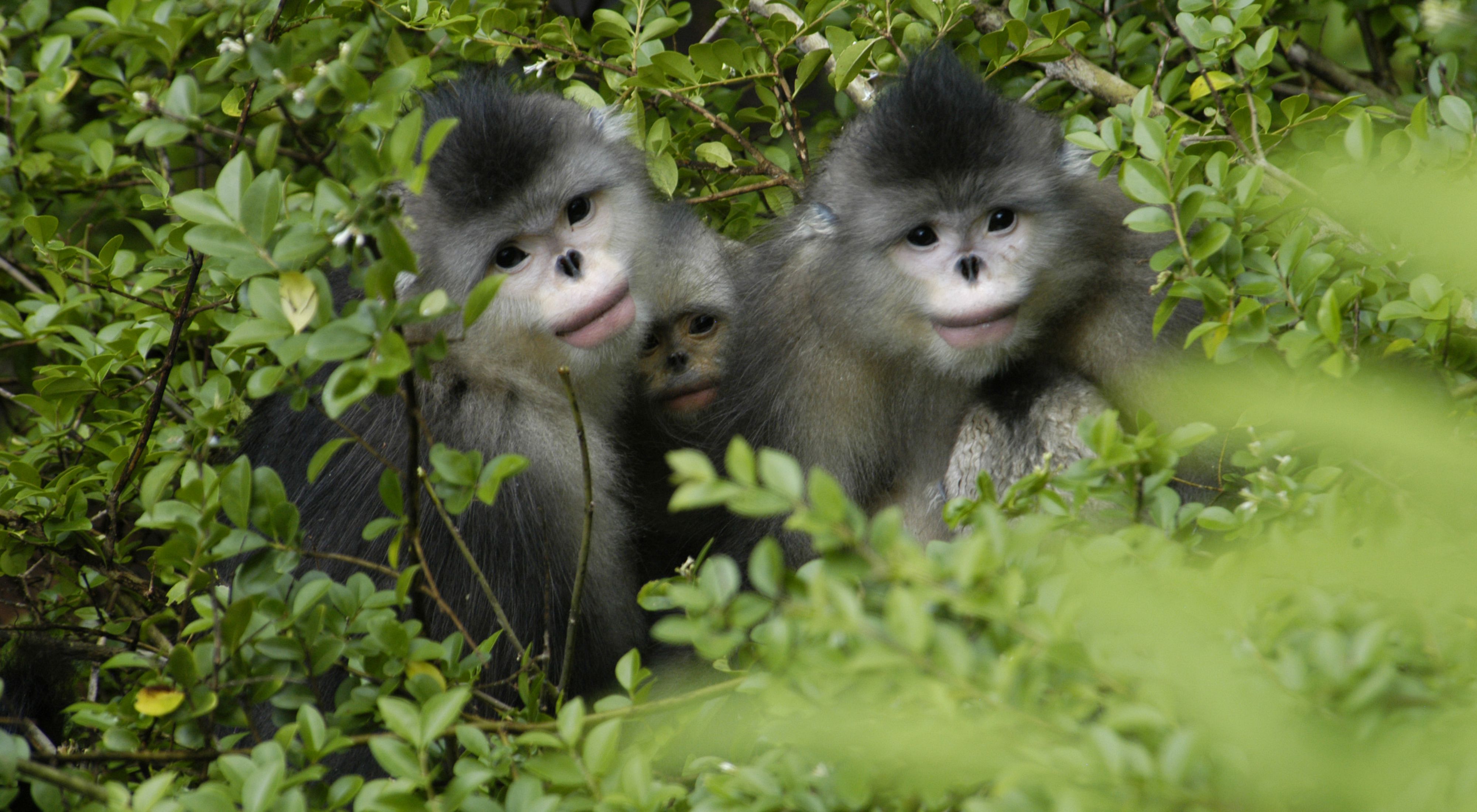 are considered one of the most endangered primates on Earth.