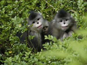 Yunnan Golden Monkeys