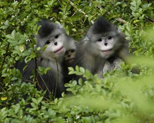 3 small black/white monkeys peer out of shrubs.