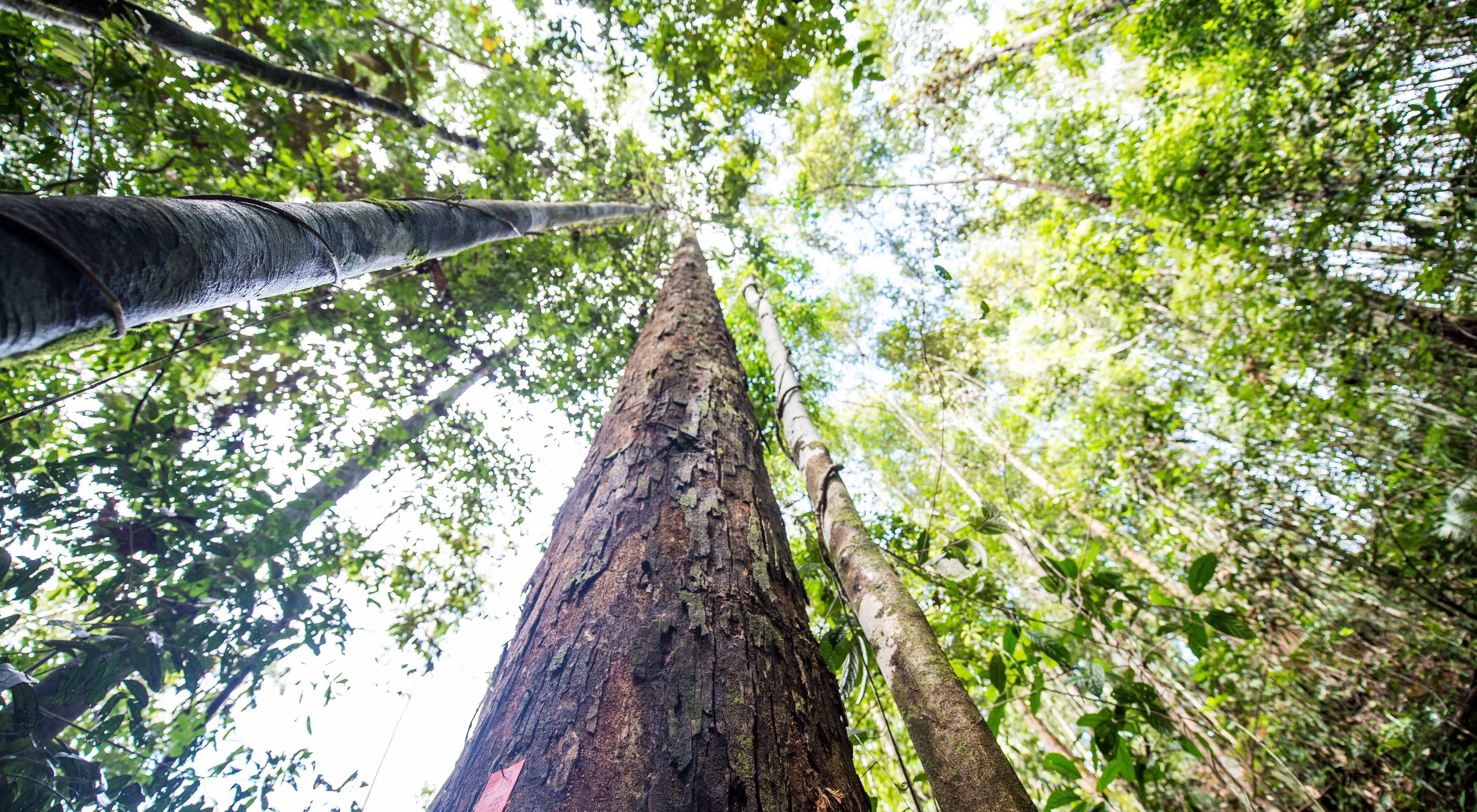 TNC與伐木公司合作，保護森林 -- 紅毛猩的重要棲息地。
