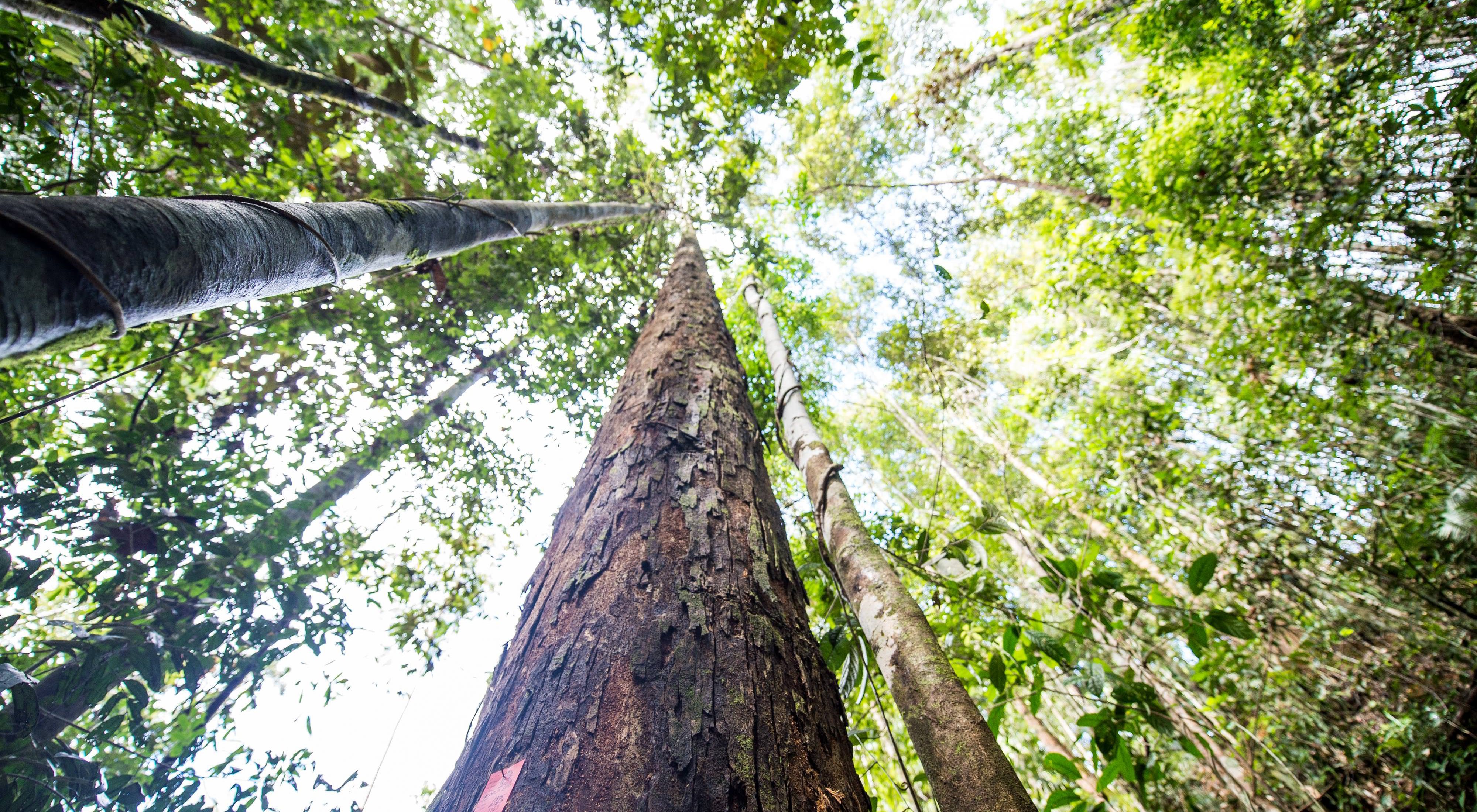 TNC works with logging companies to help the forest provide resources for people while protecting important habitat for orangutans.