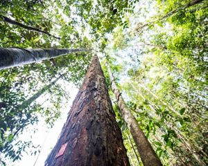 Looking up at tall trees in forest