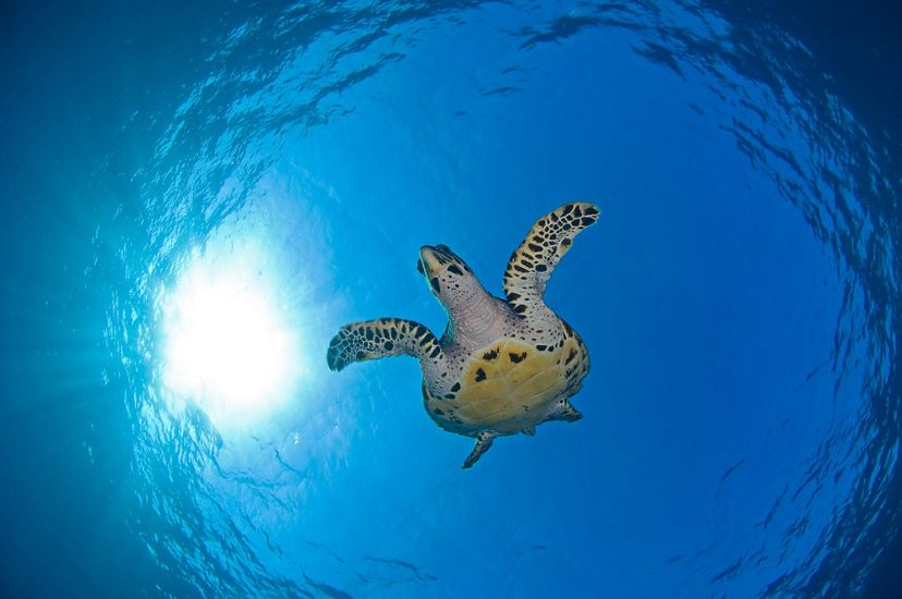 A skyward image of a hawksbill sea turtle gliding through clear blue ocean water. Above the turtle is the ocean surface glimmering with sunlight