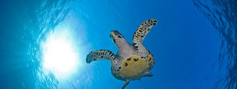 Upward view from under a swimming turtle.