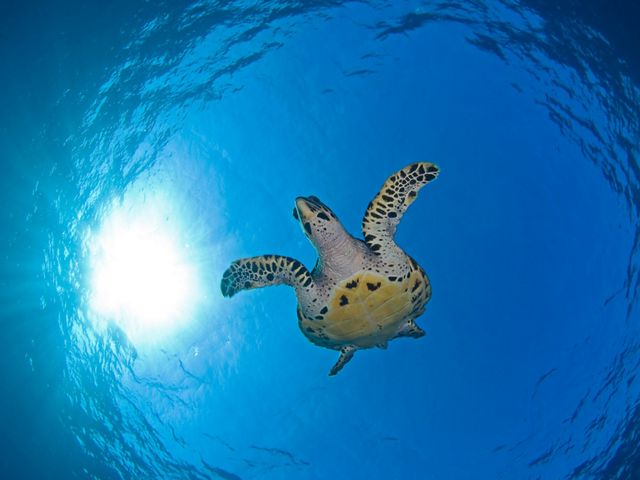 Una imagen hacia el cielo de una tortuga carey deslizándose a través del agua azul clara del océano. Por encima de la tortuga destaca la superficie del océano brillando con la luz del sol