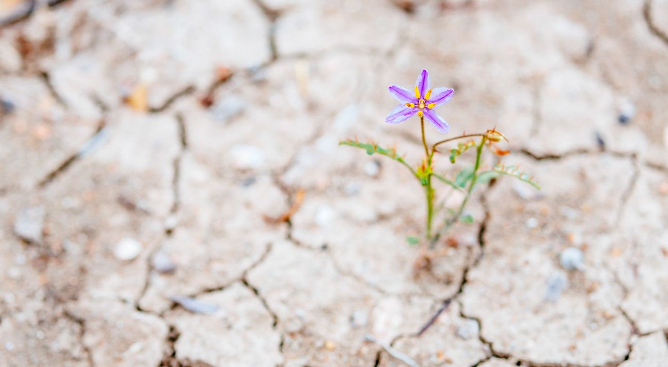 a lone purple flower grows from cracked, arid ground