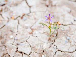 a lone purple flower emerges from cracked, arid ground