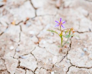 a lone purple flower emerges from cracked, arid ground