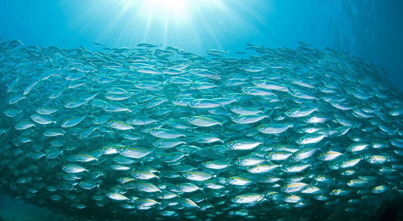 A huge school of yellowstripe fish