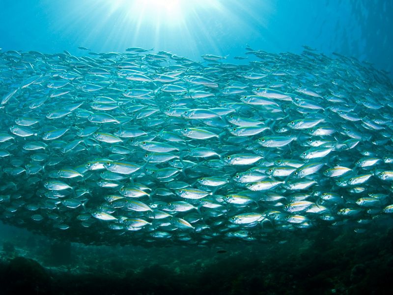A huge school of yellowstripe fish.