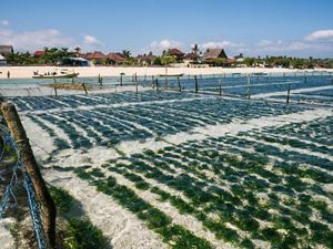 Aquaculture in Asia Pacific
