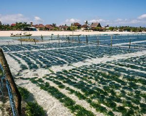 Aquaculture in Asia Pacific