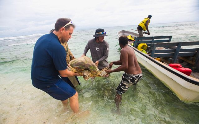 4 men loading a hawksbill turtle into a boat, will a 5th man is on the boat with a paddle. 