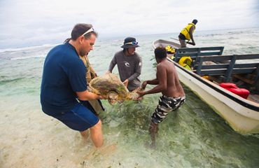 4 men loading a hawksbill turtle into a boat, will a 5th man is on the boat with a paddle.
