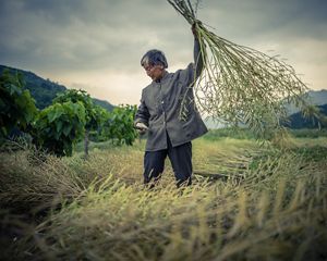 Farmer harvesting crops