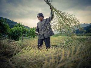 Farmer harvesting crops