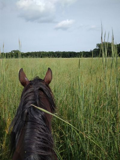 A photo taken from the back of a horse, showing a horses head surrounded by high grass.