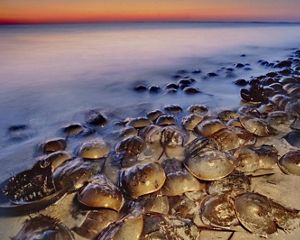 Horseshoe crabs are living fossils meaning they have existed nearly unchanged for at least 445 million years, well before even dinosaurs existed.