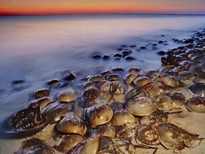 Horseshoe crabs are living fossils meaning they have existed nearly unchanged for at least 445 million years, well before even dinosaurs existed. 