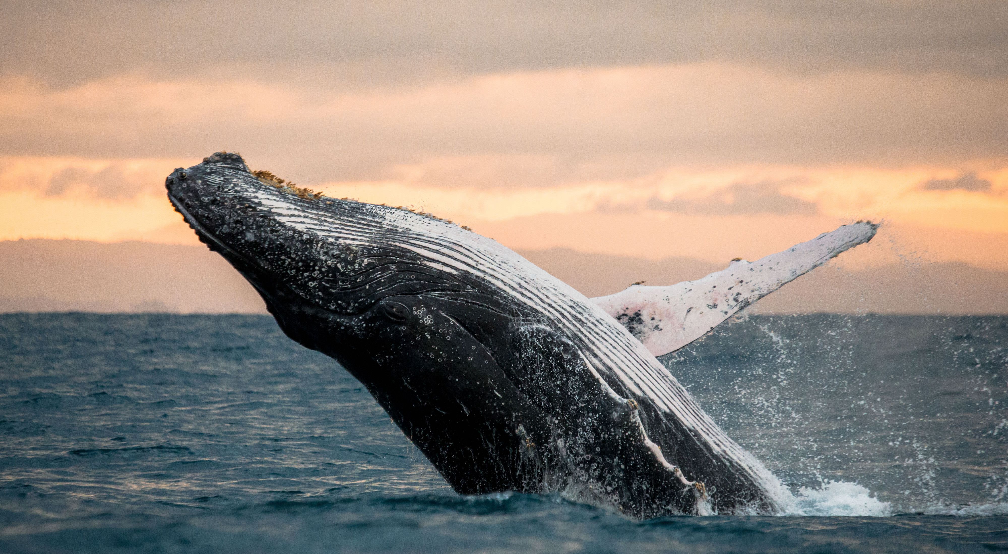 Una ballena jorobada emerge en la costa de California.