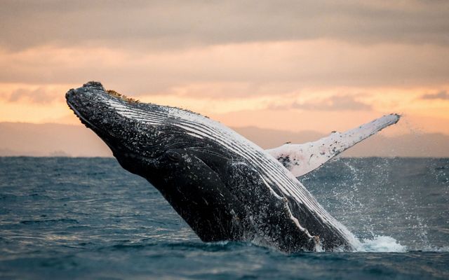 Una ballena jorobada saltando frente a la costa de California