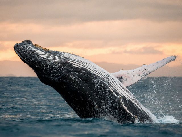 A humpback whale leaps out of the ocean.