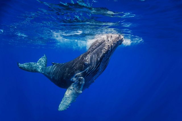 Underwater view of a humpback whale swimming in the ocean.