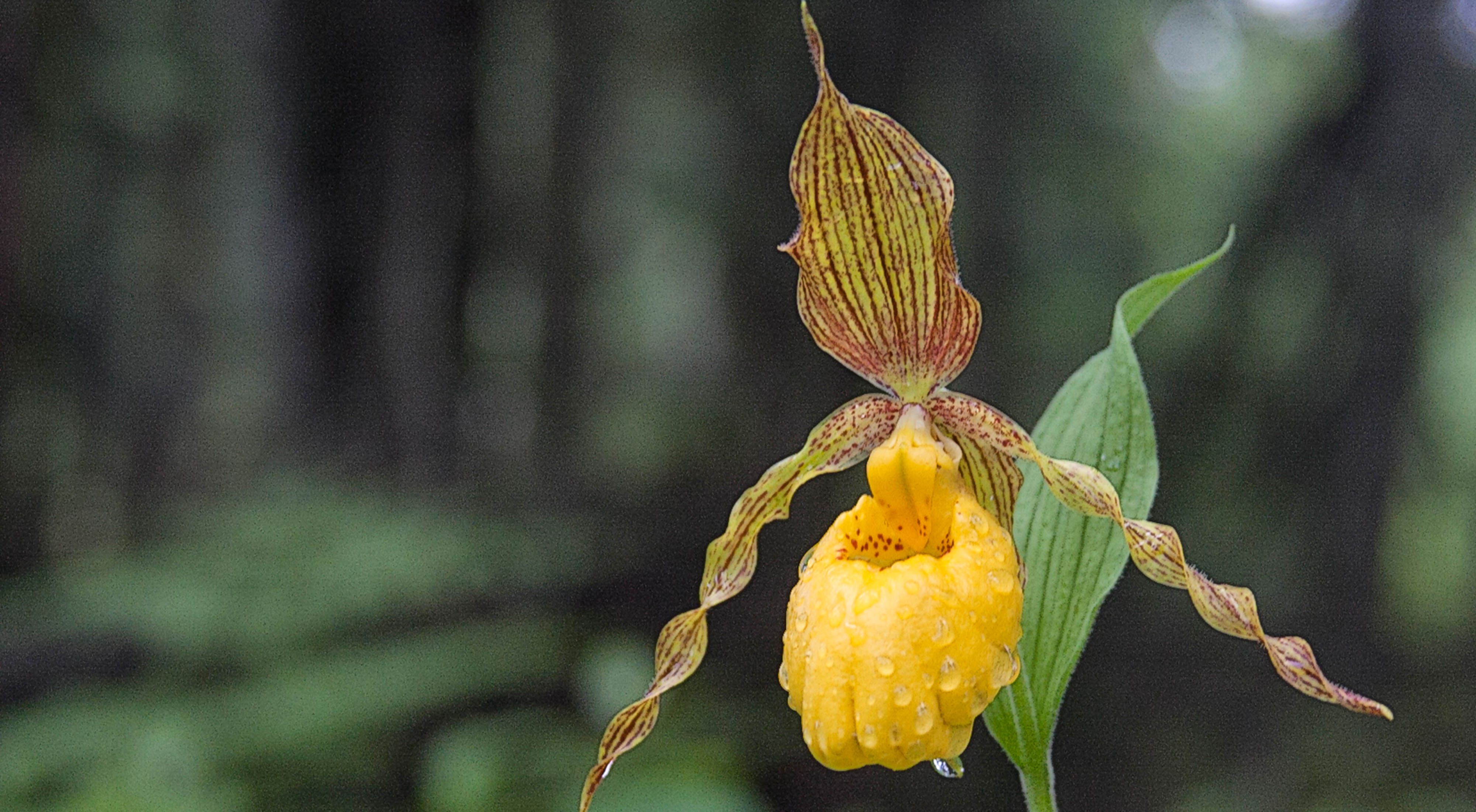 A yellow lady slipper thrives at the Hurlbert Swamp Preserve in Stewartstown, New Hampshire