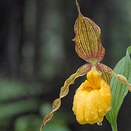 Closeup of an orchid with a yellow slipper-shaped flower and two brown, twisted flags growing in a wooded area.